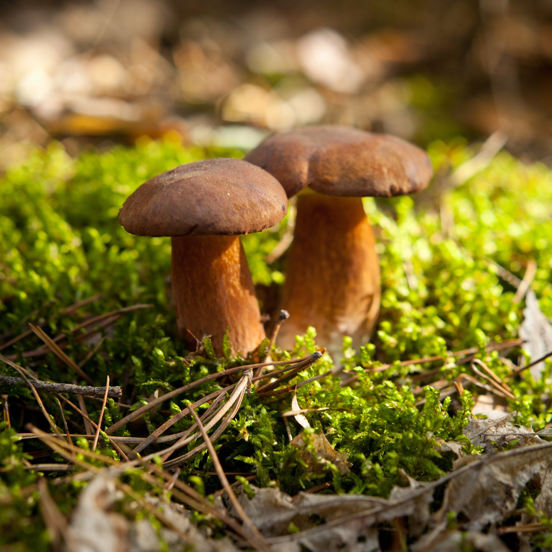Porcini Forage Monday 21st October 2024 2 Fully Booked